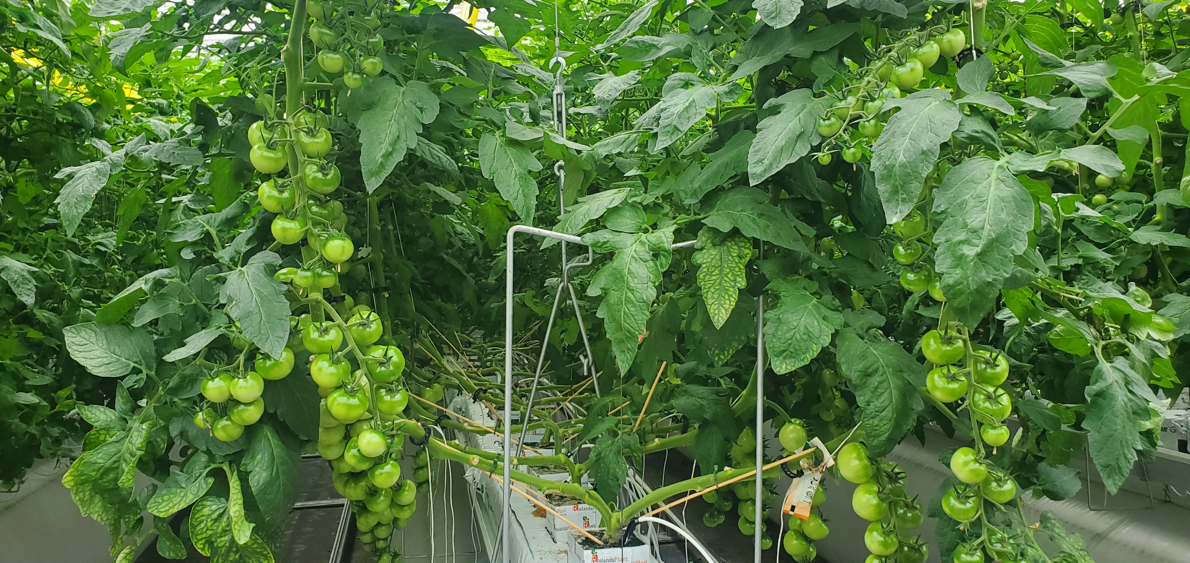 Detailed view of tomato plant