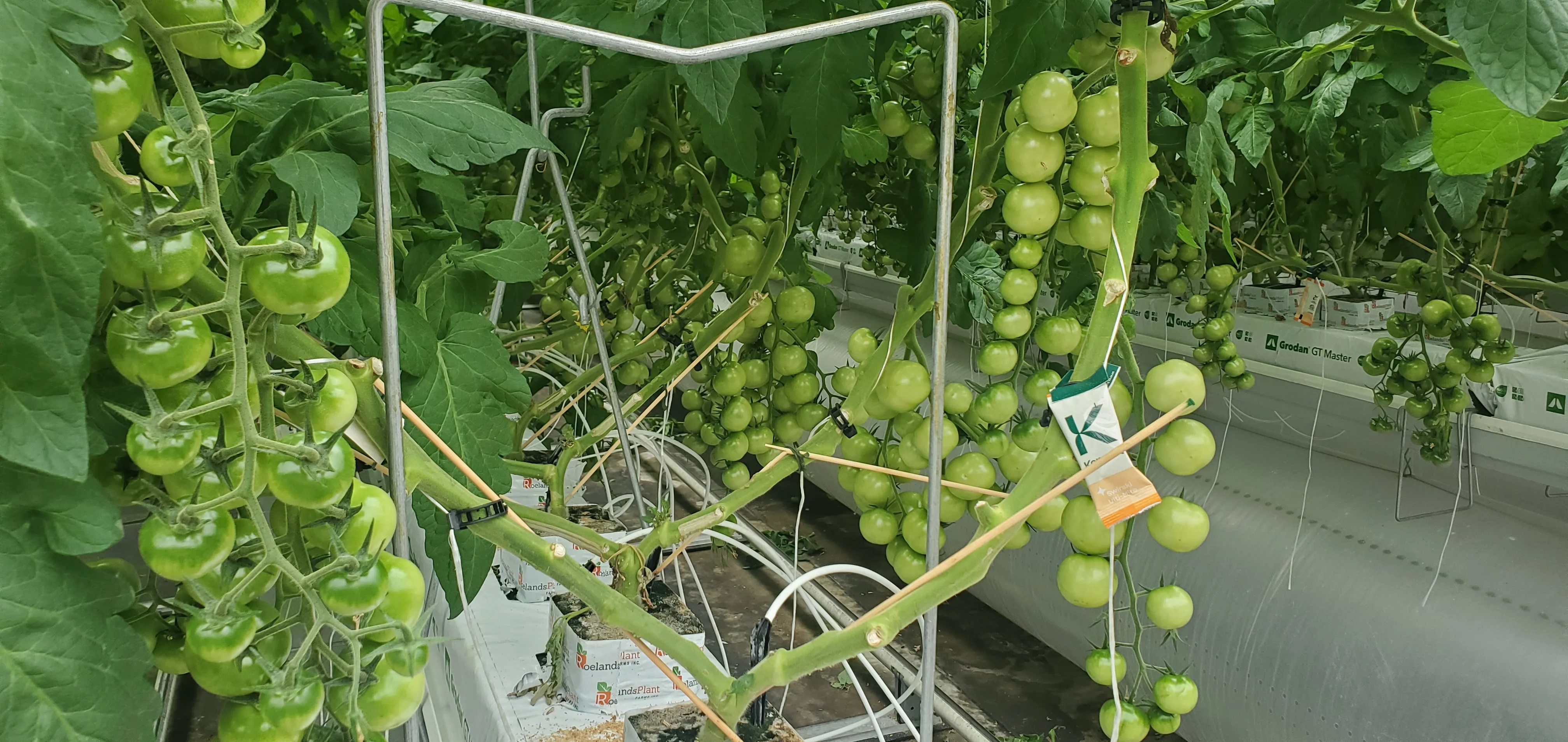 YieldWize sensor mounted in the greenhouse