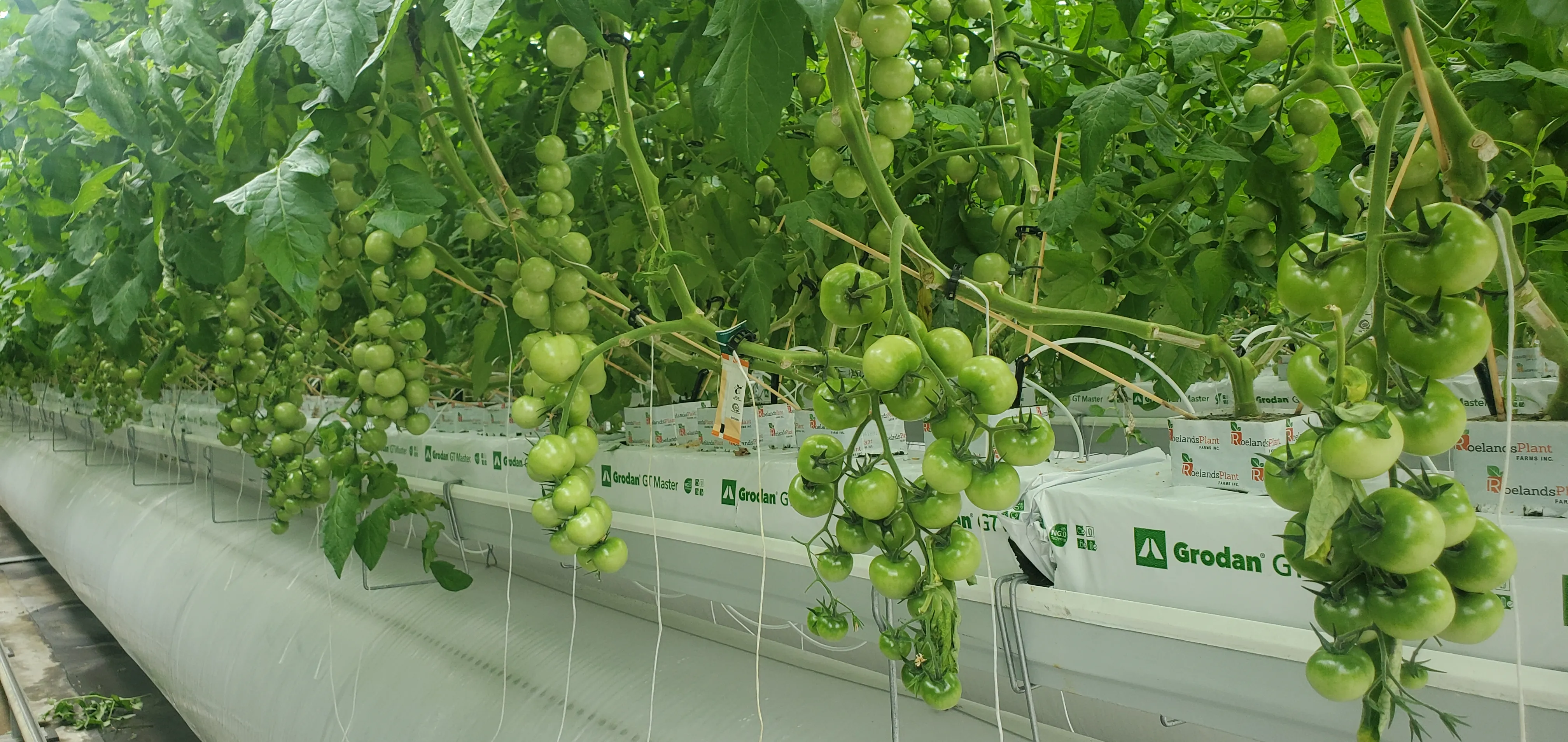 Close-up of a ripening tomato truss