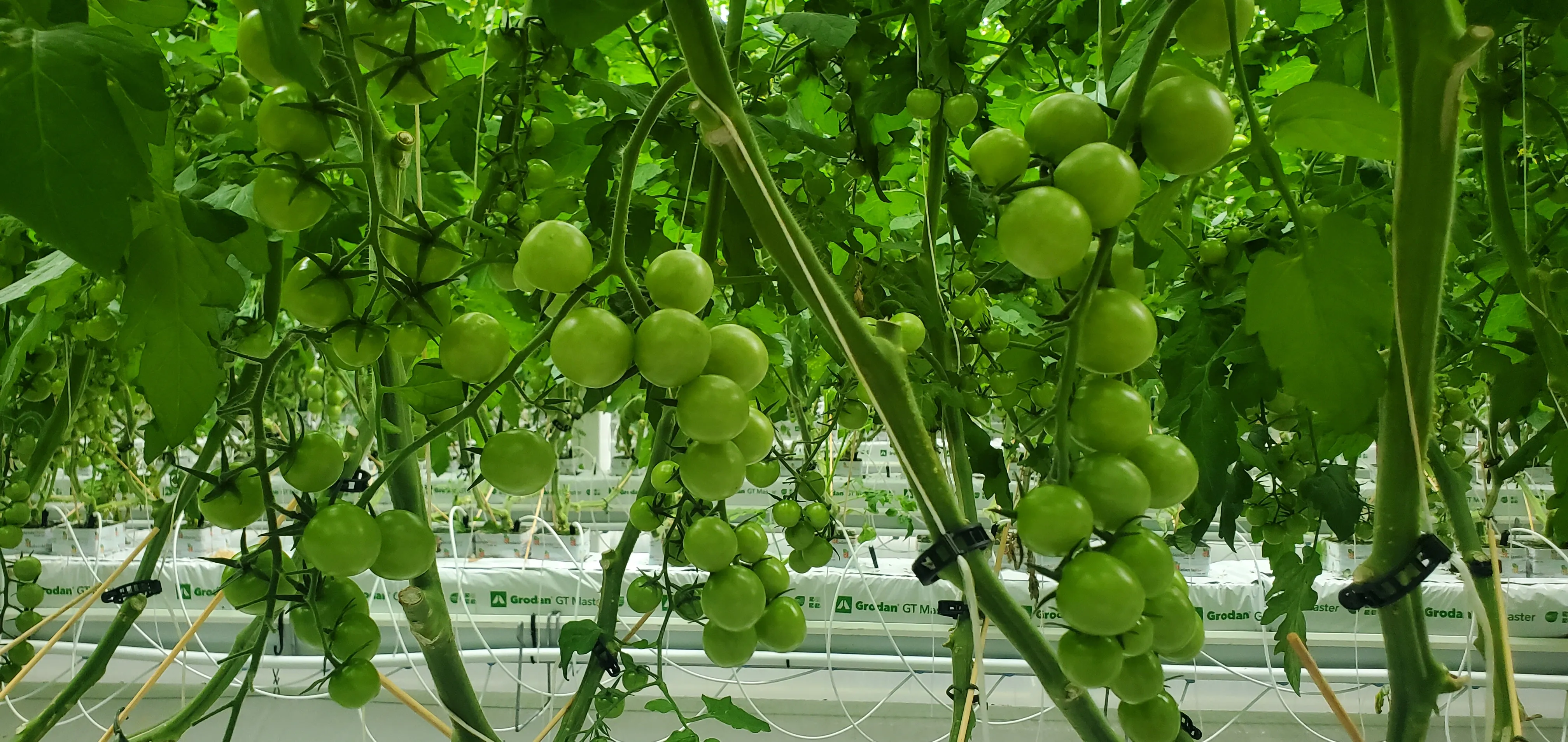 Canopy-level view of the tomato crop