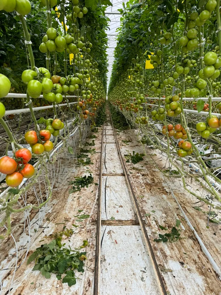 YieldWize sensor technology in greenhouse environment
