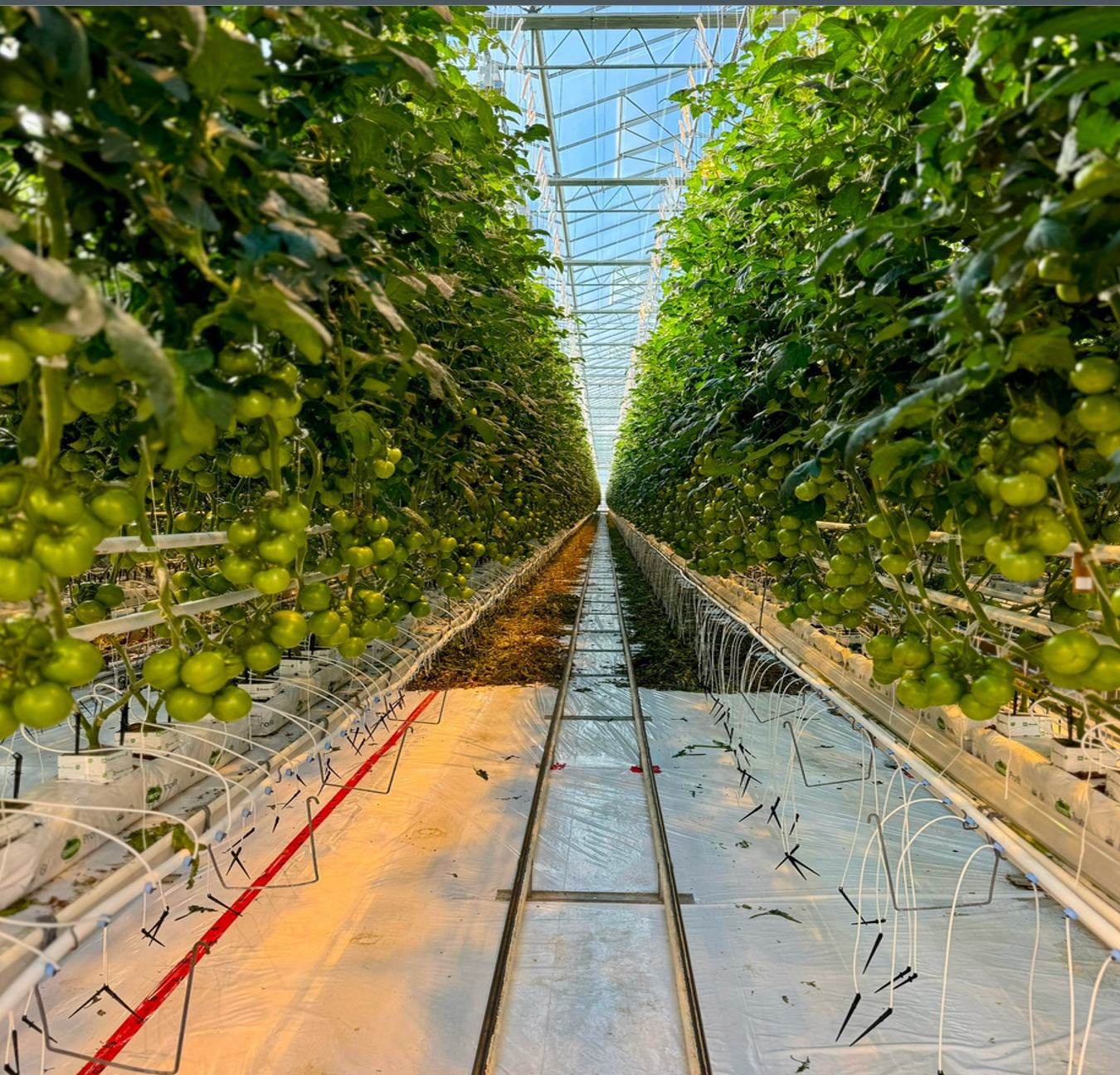 Advanced greenhouse with advanced technology