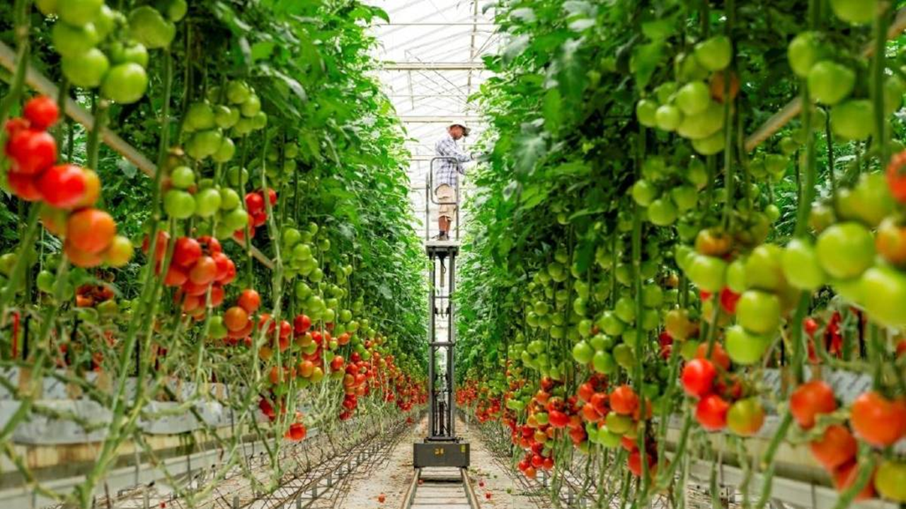 Advanced greenhouse technology solutions