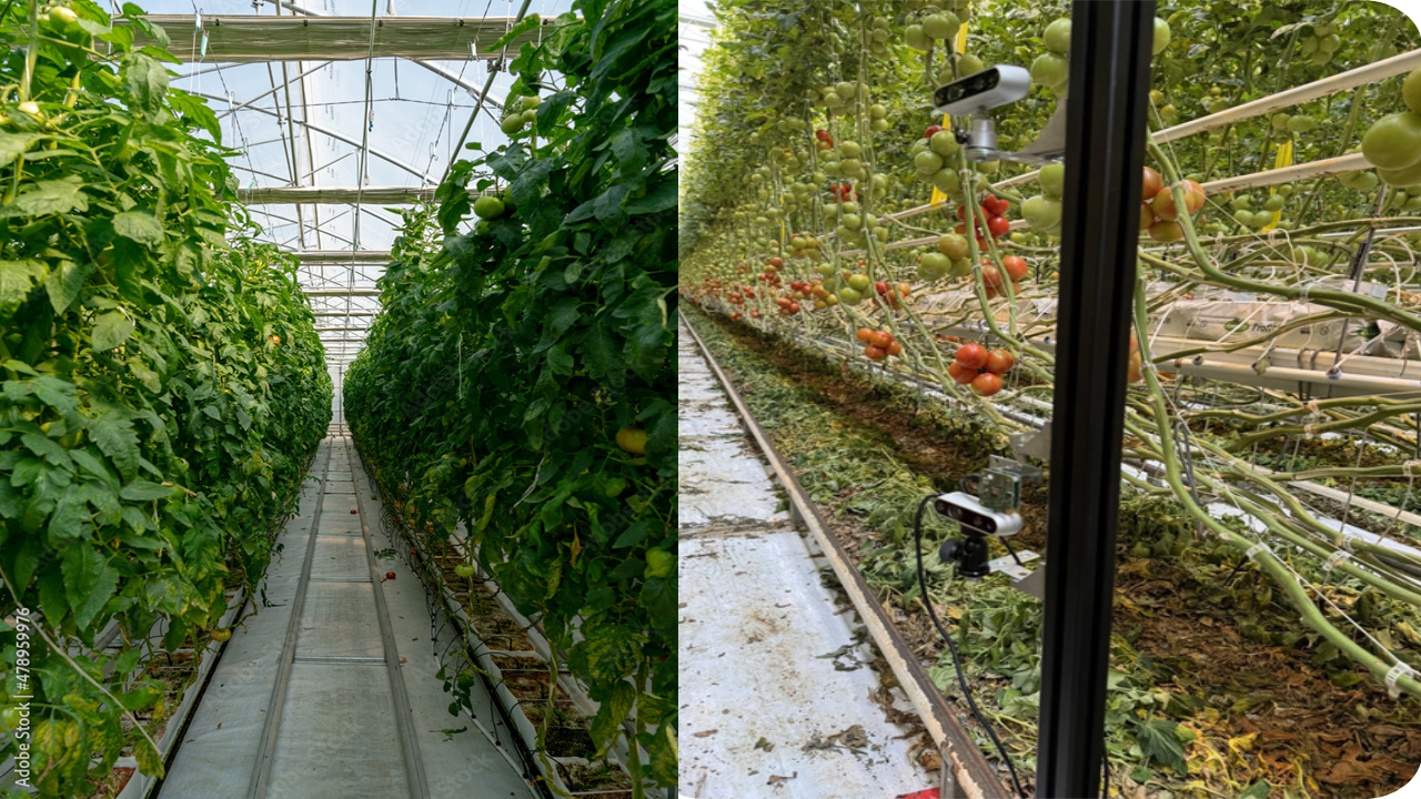 YieldWize sensor hardware in a greenhouse