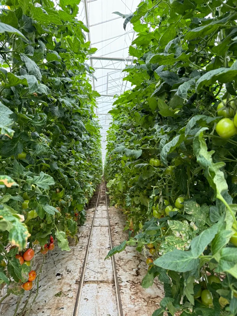 AI-powered greenhouse intelligence platform interface