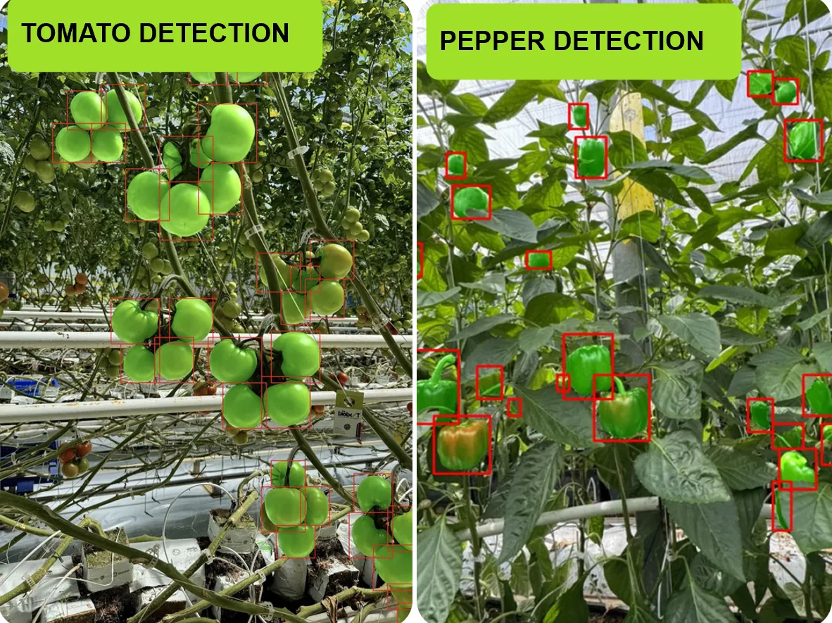 Tomato and pepper detections